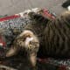 Kiwi needs a new home :(
