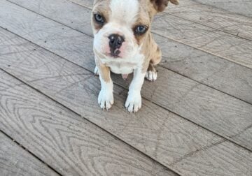 Puppies ready for new Homes