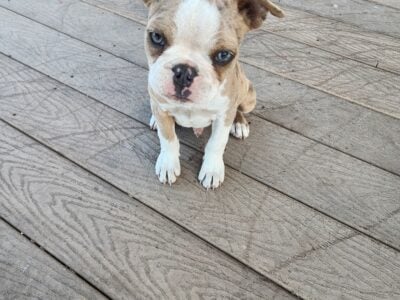 Puppies ready for new Homes