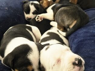 4breed mix puppies