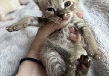bengal mix kittens