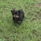 Yorkie