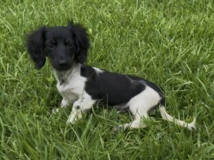 AKC Miniature Dachshund