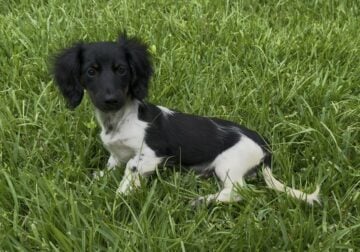 AKC Miniature Dachshund