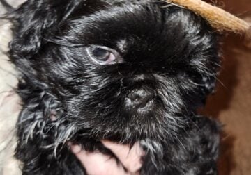 Peekapoo puppies
