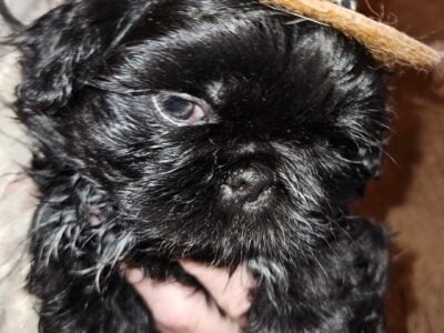 Peekapoo puppies