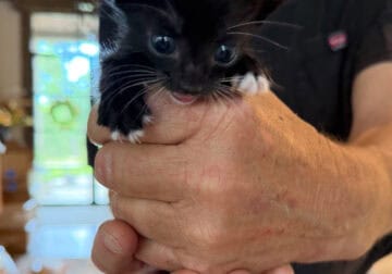 Precious Baby kittens