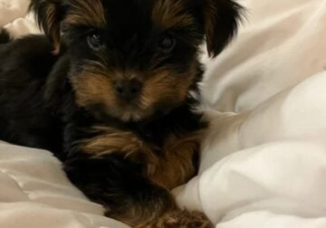 Yorkshire terrier