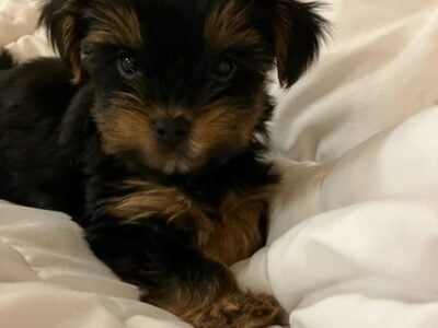 Yorkshire terrier