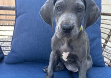 Great Dane, Bella