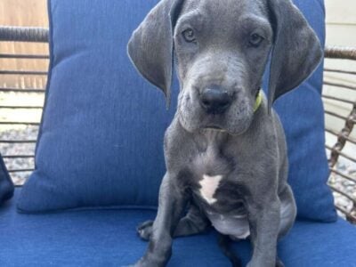Great Dane, Bella