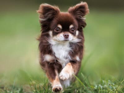 Looking for a teacup/smaller long hair chihuahua