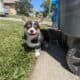 Female corgi pup – Reese