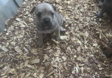Micro Bullies (5 females 1 male)