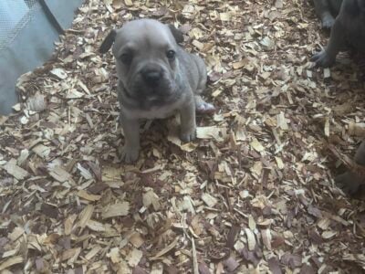 Micro Bullies (5 females 1 male)