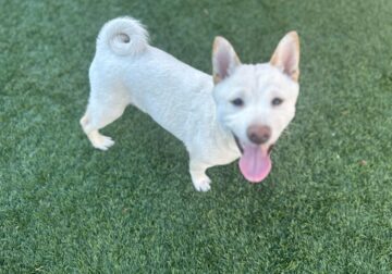Shiba Inu Puppy For Sale – White Male