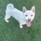 Shiba Inu Puppy For Sale – White Male