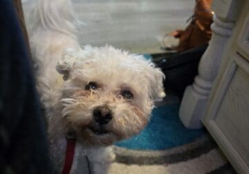 Adult Teddy Bear dog for sale