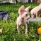 Canadian Sphynx odd eye