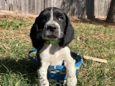English Springer Spaniel/Beagle Mix