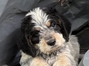 Griffondoodle puppies