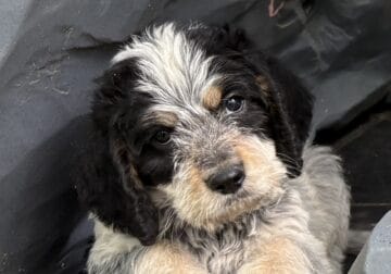 Griffondoodle puppies