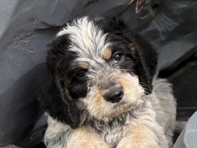 Griffondoodle puppies