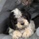 Griffondoodle puppies