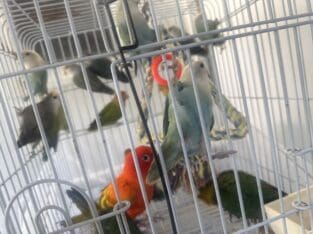 Weaned Lovebirds