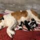 Saint Bernewfie Puppies