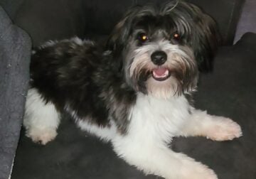 Male Yorkie, black and white, intact