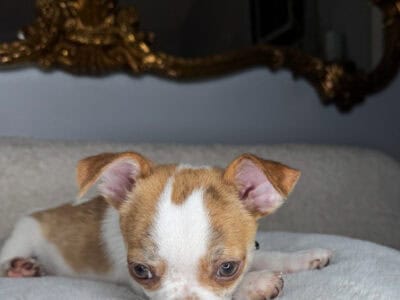 Chihuahua Boy Puppy(Forest)