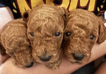 Mini poodles