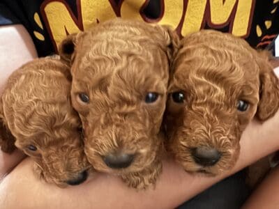 Mini poodles