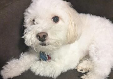 Affectionate vaccinated male pomapoo