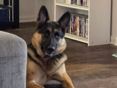Looking to rehome my German Shepard