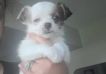Yorkiepoo female