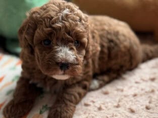 Cavapoo puppies