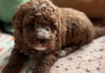Cavapoo puppies