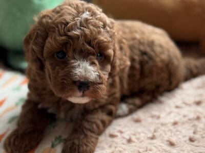 Cavapoo puppies