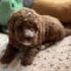 Cavapoo puppies