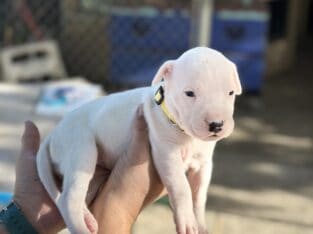 Dogo Argentino