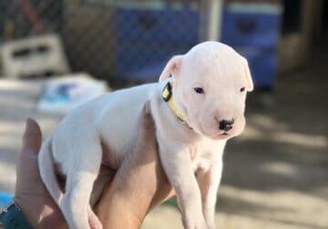 Dogo Argentino