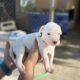Dogo Argentino