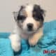 Australian Shepherd Puppies – Mesa AZ