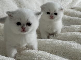 Scottish kittens