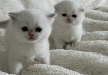 Scottish kittens