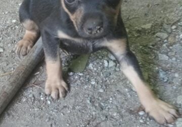 Chawawa and English Terrier Puppies