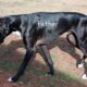5 month great dane
