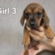 Miniature Dachshund puppies